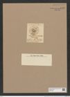 Brightwellia claborata Grev. (de-Toni-Nr.: Genus 197, Species 4815) Zeichnungen Sammlung Grunow Nr. 8462 (NHMW-BOT-W0377945)